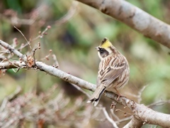 ミヤマホオジロ