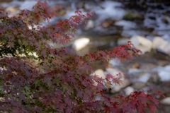 奥津渓の紅葉