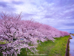 流川桜並木