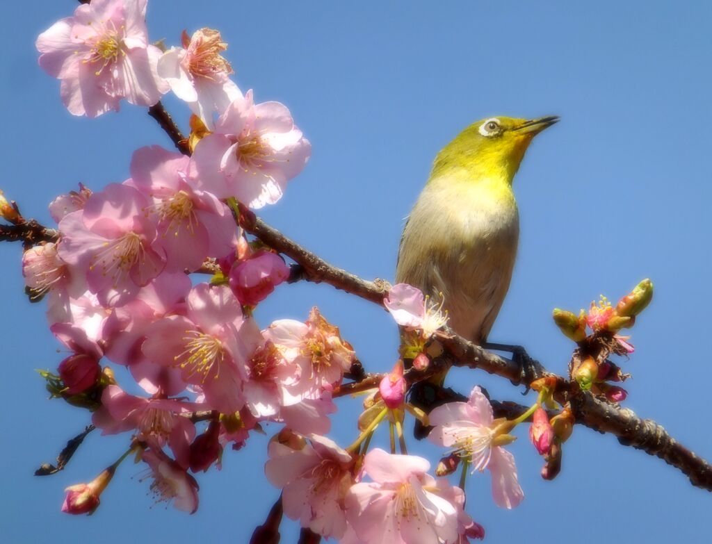 河津桜とメジロ