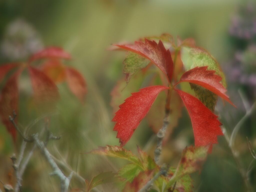 ほろ紅