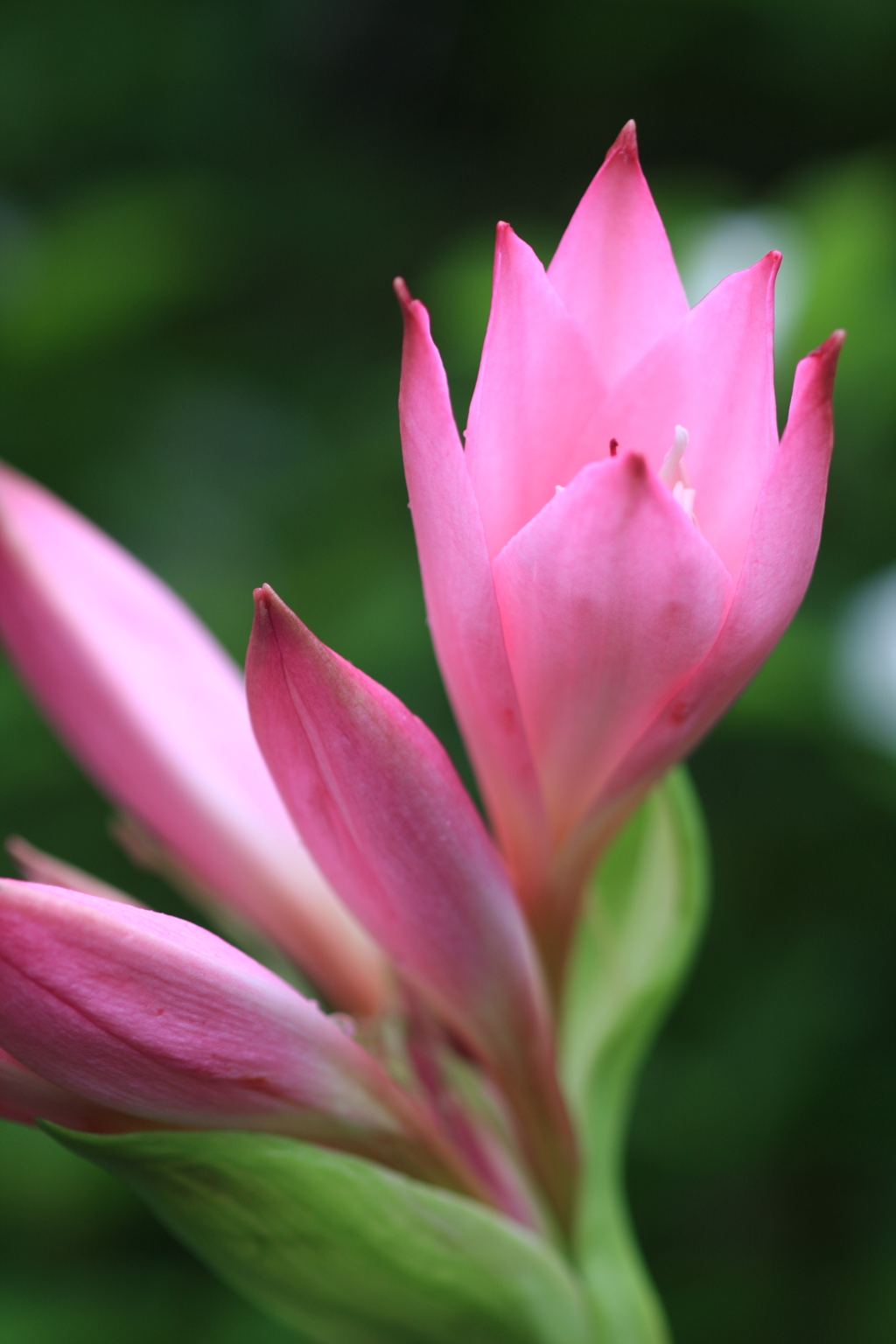 インドハマユウ開花 