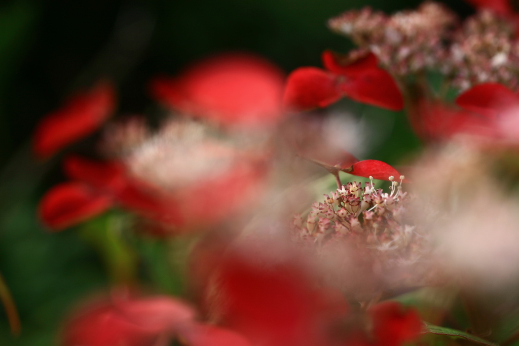 紅陰花