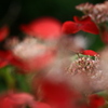 紅陰花