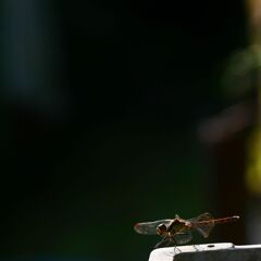 休日~夏から冬 休日~夏から冬