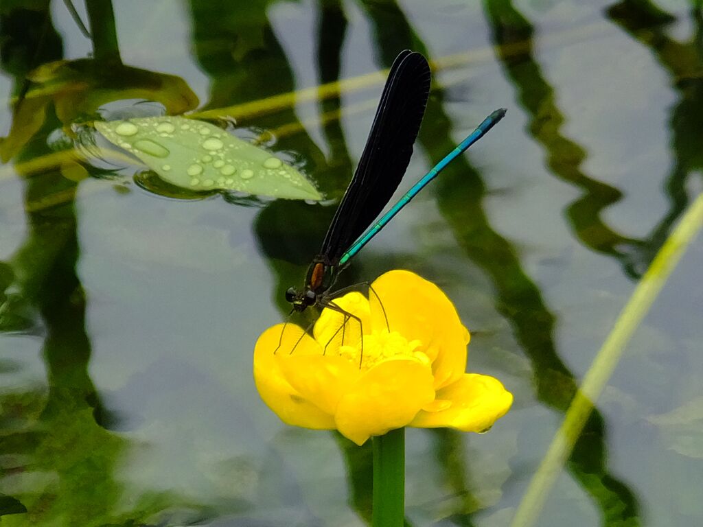 コウホネと