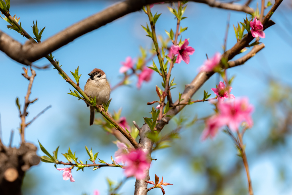 羽田空港周辺　桜