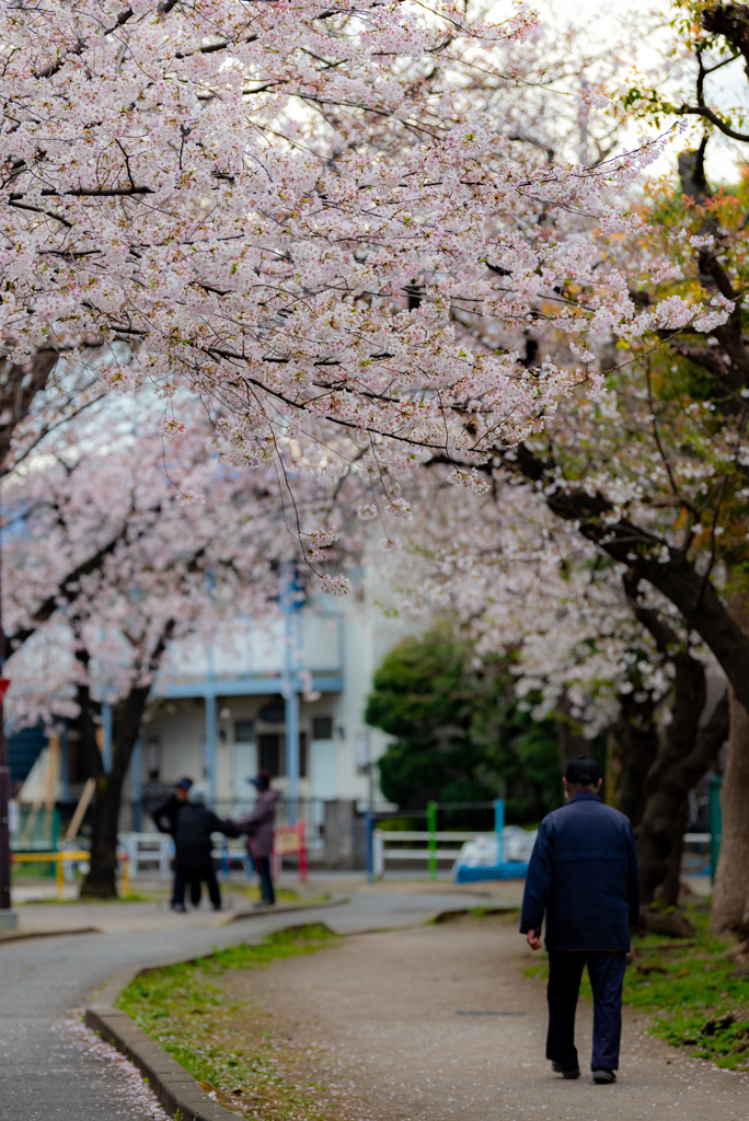 羽田空港周辺　桜