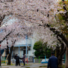 羽田空港周辺　桜