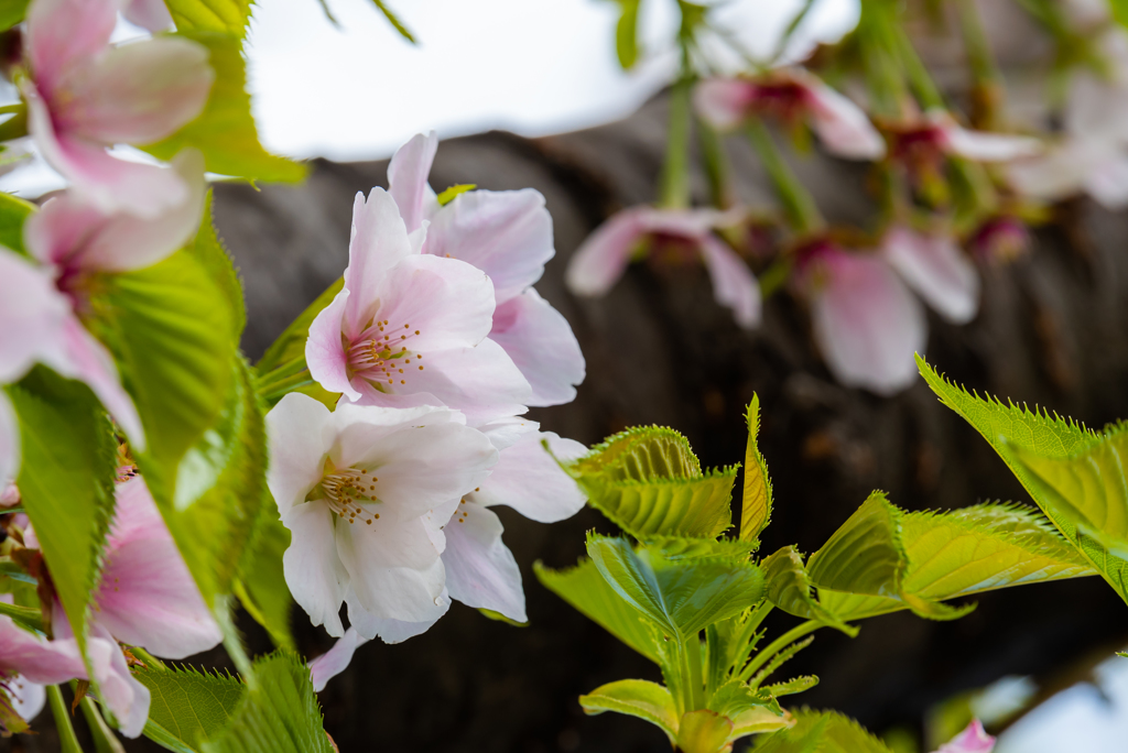 羽田空港周辺　桜