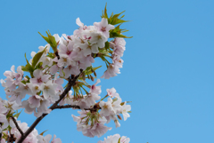 羽田空港周辺　桜