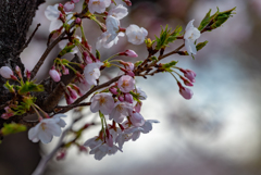 羽田空港周辺　桜