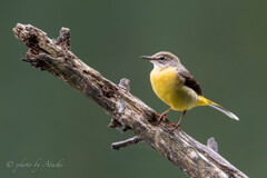 Motacilla cinerea（キセキレイ）