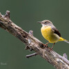 Motacilla cinerea（キセキレイ）