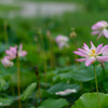 紅舞妃蓮その１