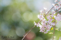 龍泉寺の枝垂れ桜