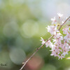 龍泉寺の枝垂れ桜