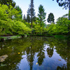 新緑のリフレクション