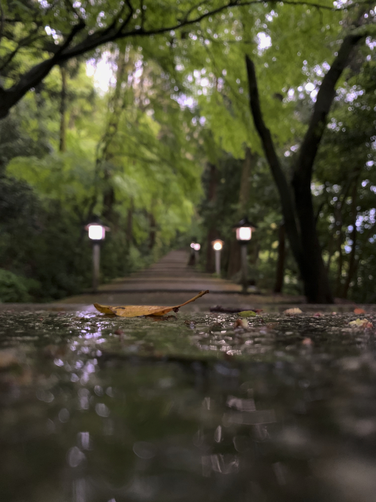 雨
