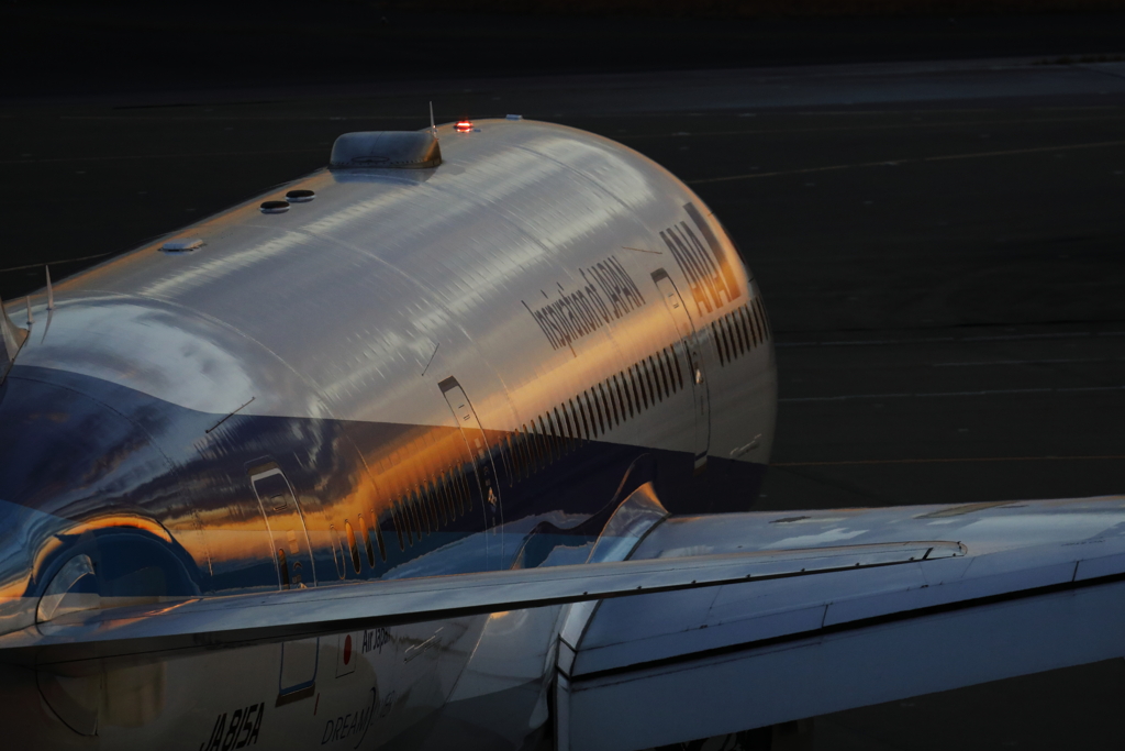 in the dawn