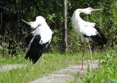 コウノトリの舞