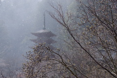 雨の長谷寺