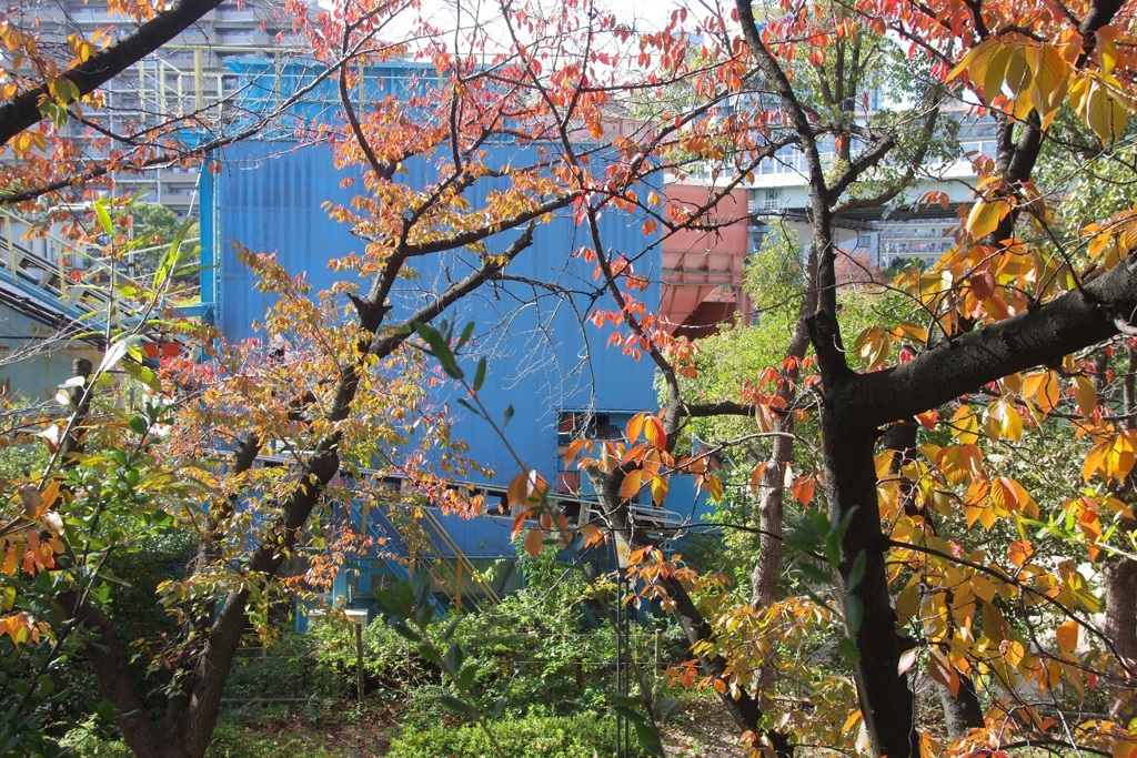 青い建物と桜紅葉