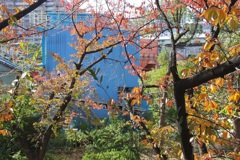 青い建物と桜紅葉