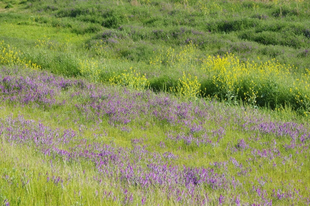 セイヨウカラシナと草フジ