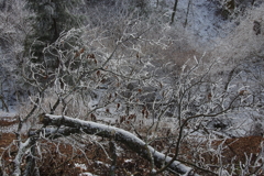 倒木にも樹氷