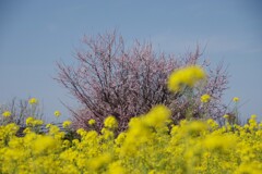 梅と菜の花