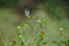 ひっつき虫とシジミチョウ