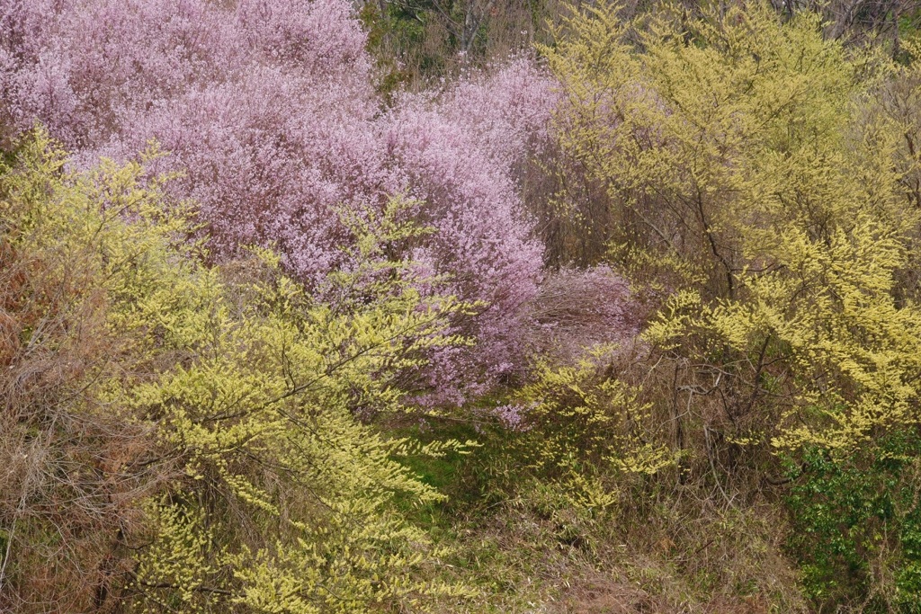 アオモジと啓翁桜