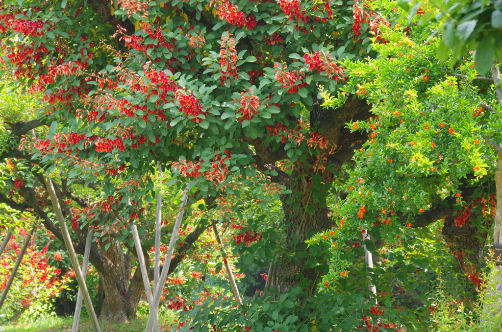 デイゴとザクロ