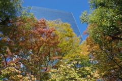 ビルの紅葉