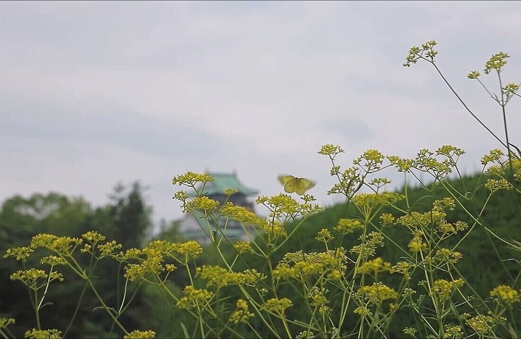 女郎花