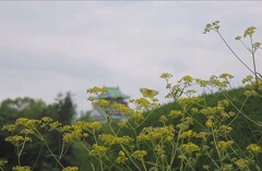 女郎花