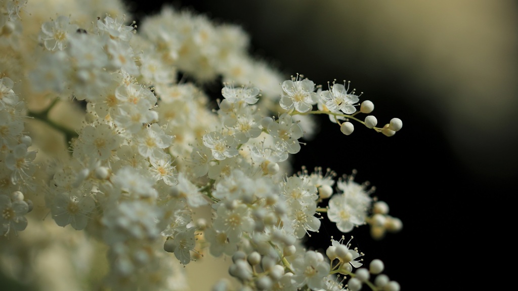 ホザキナナカマド