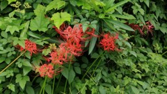 草むらの彼岸花