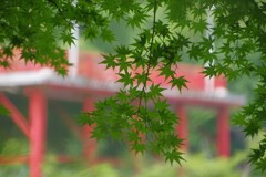 青モミジと赤いテラス