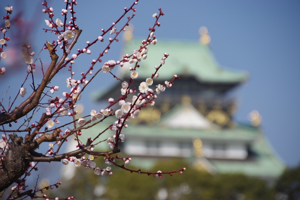 梅と天守閣
