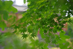 青モミジ