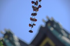 天満宮　しじみの藤