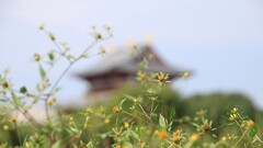 アメリカセンダン草と太極殿