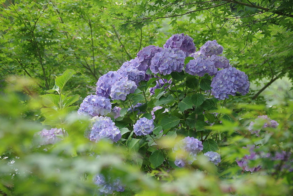 緑の中の紫陽花