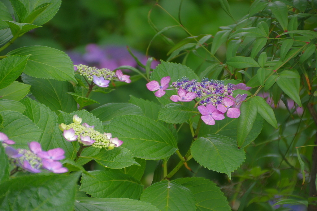 紫陽花　