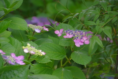 紫陽花　