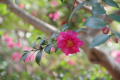 山茶花