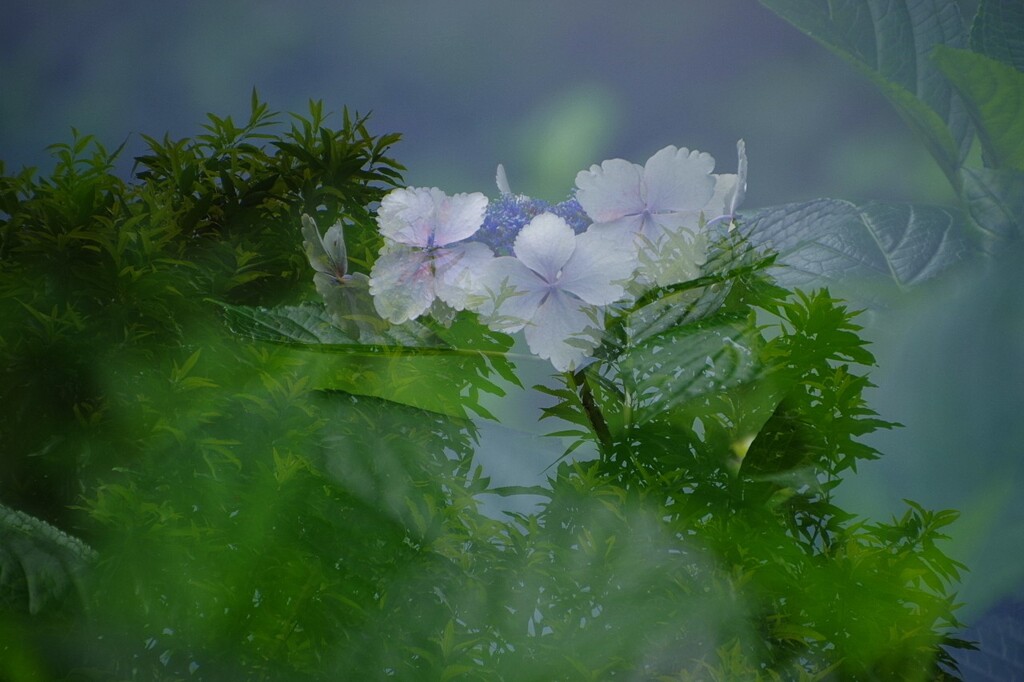 紫陽花