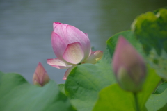 蓮